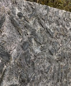 Remnants Absolute Kitchen Granite